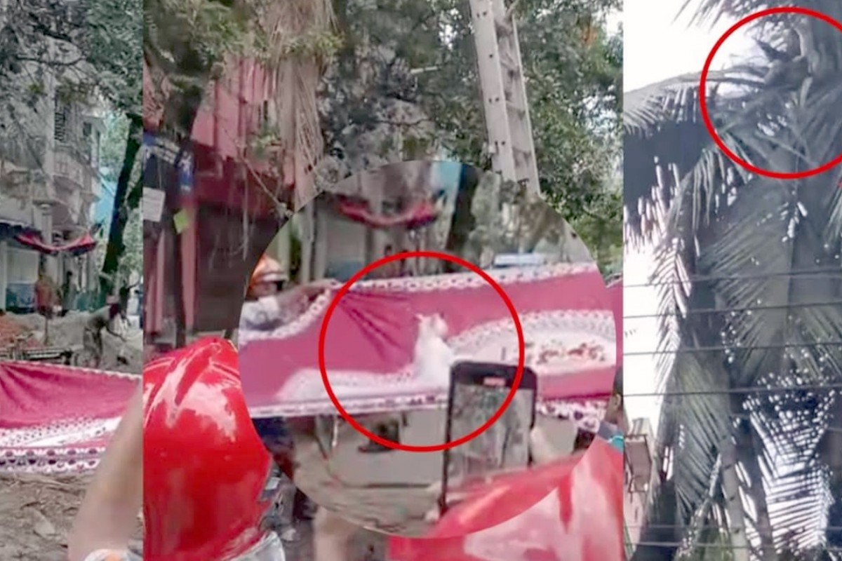 ৪৮ ঘণ্টা গাছে আটকে থাকা বিড়াল উদ্ধার করা হলো যেভাবে