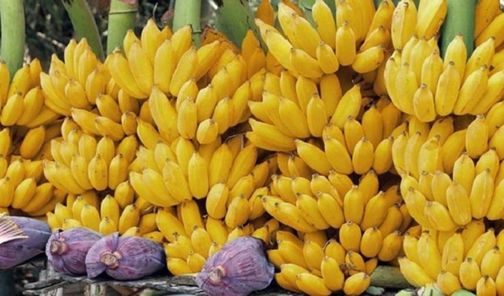 ৬ লাখ টাকার কলা কেনায় হাইকোর্টের আইনি নোটিশ 1757575709 ৬ লাখ টাকার কলা কেনায় হাইকোর্টের আইনি নোটিশ!