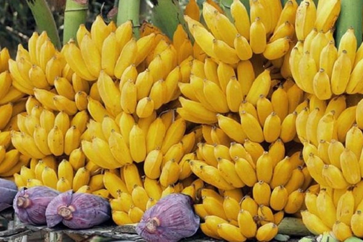 ৬ লাখ টাকার কলা কেনায় হাইকোর্টের আইনি নোটিশ!
