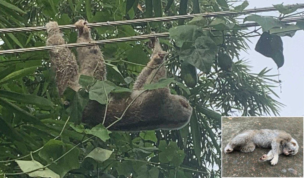 ‘মিটিংয়ে ব্যস্ত’ বিদ্যুৎ বিভাগ, ৪০ মিনিট তারে ঝুলে ঝলসে গেল লজ্জাবতী বানর 4 ‘মিটিংয়ে ব্যস্ত বিদ্যুৎ বিভাগ ৪০ মিনিট তারে ঝুলে ঝলসে গেল লজ্জাবতী বানর 1758204257 ‘মিটিংয়ে ব্যস্ত’ বিদ্যুৎ বিভাগ, ৪০ মিনিট তারে ঝুলে ঝলসে গেল লজ্জাবতী বানর