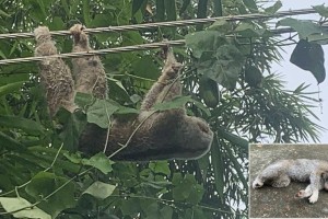 ‘মিটিংয়ে ব্যস্ত’ বিদ্যুৎ বিভাগ, ৪০ মিনিট তারে ঝুলে ঝলসে গেল লজ্জাবতী বানর