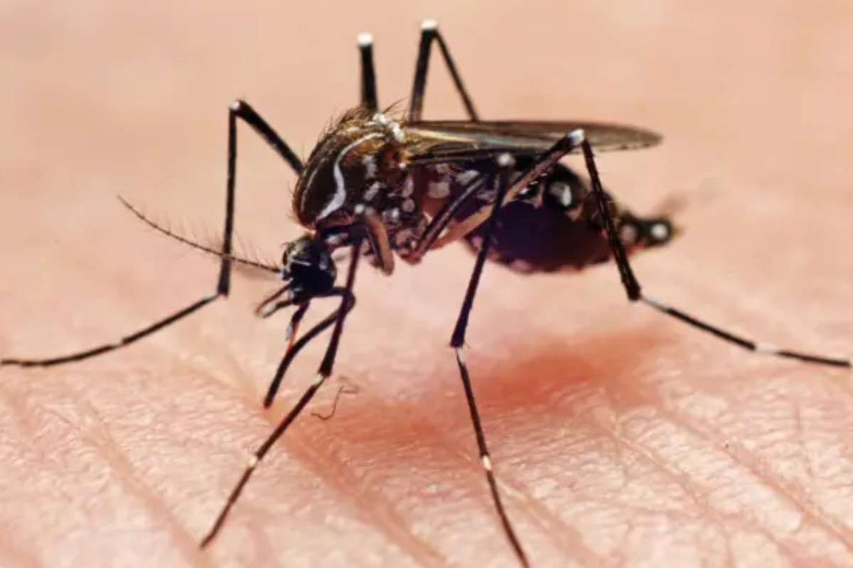 প্রথমবারের মতো মশা পাওয়া গেল যে দেশে