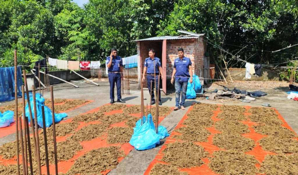 ইউপি সদস্যের বাড়ির ছাদে শুকানো হচ্ছিল ১০০ কেজি গাঁজা! 3 ইউপি সদস্যের বাড়ির ছাদে শুকানো হচ্ছিল ১০০ কেজি গাঁজা 1760957464 ইউপি সদস্যের বাড়ির ছাদে শুকানো হচ্ছিল ১০০ কেজি গাঁজা!