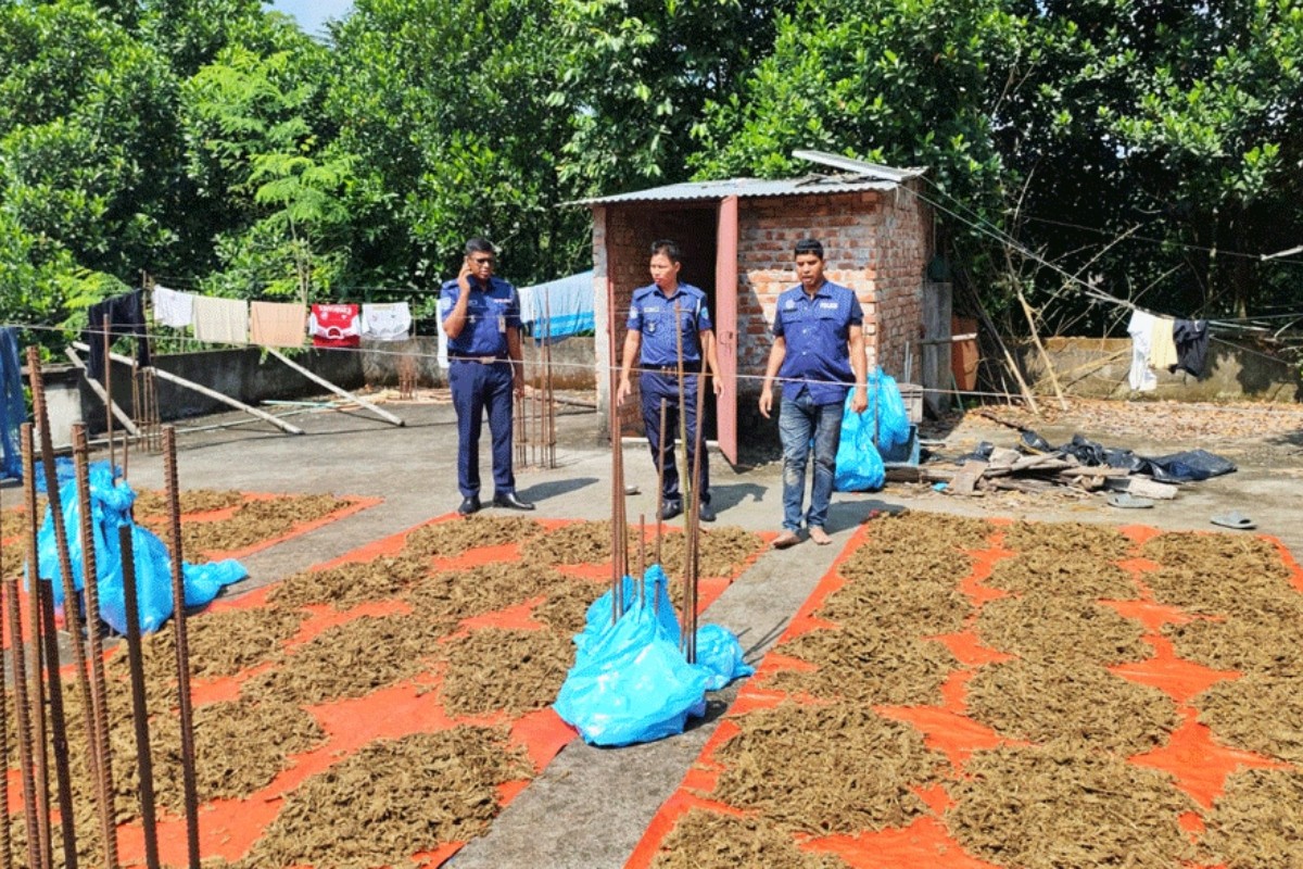 ইউপি সদস্যের বাড়ির ছাদে শুকানো হচ্ছিল ১০০ কেজি গাঁজা!