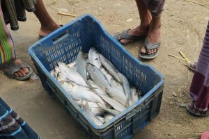 নিষেধাজ্ঞা চলমান তবুও পদ্মার চরে জমজমাট ইলিশের বাজার