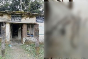 কমিউনিটি ক্লিনিকে ৭ বিষাক্ত কিং কোবরা, আতঙ্কে স্বাস্থ্যকর্মীরা