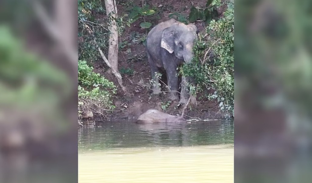 কাপ্তাই হ্রদে ভাসছে হস্তিশাবকের মৃতদেহ, পাহারায় মা হাতি 4 কাপ্তাই হ্রদে ভাসছে হস্তিশাবকের মৃতদেহ পাহারায় মা হাতি 1761127646 কাপ্তাই হ্রদে ভাসছে হস্তিশাবকের মৃতদেহ, পাহারায় মা হাতি