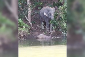 কাপ্তাই হ্রদে ভাসছে হস্তিশাবকের মৃতদেহ, পাহারায় মা হাতি