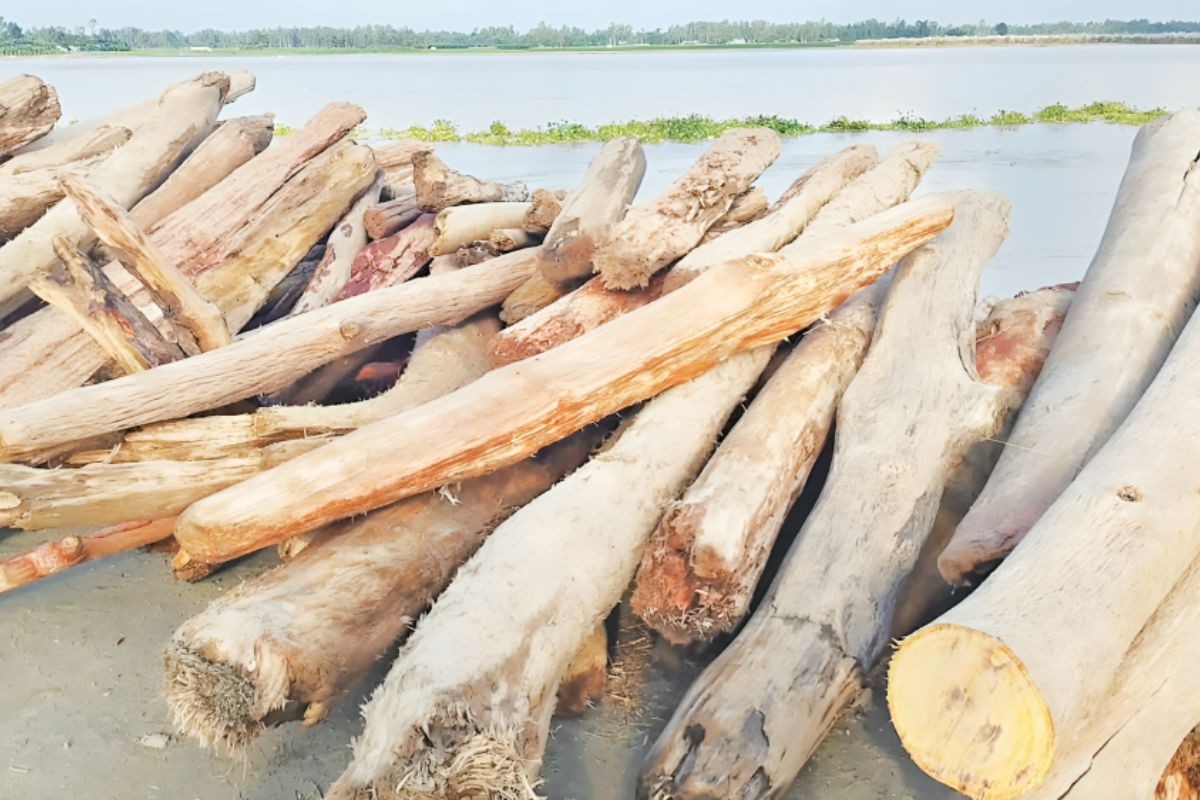 কোথায় থেকে ভেসে আসছে হাজারো গাছের গুঁড়ি?