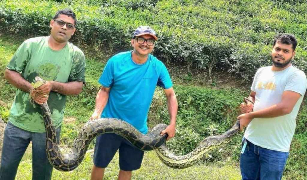চা বাগানের ভেতর ছিল ১২ ফুট লম্বা অজগর 4 চা বাগানের ভেতর ছিল ১২ ফুট লম্বা অজগর 1759676517 চা বাগানের ভেতর ছিল ১২ ফুট লম্বা অজগর