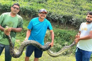 চা বাগানের ভেতর ছিল ১২ ফুট লম্বা অজগর