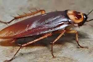 তেলাপোকা মারতে গিয়ে অ্যাপার্টমেন্টে আগুন দিলেন তরুণী, একজনের মৃত্যু