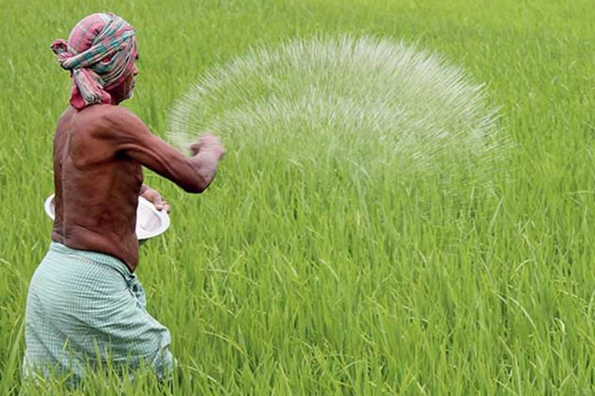 নির্ধারিত দামে মিলছে না সার, বিপাকে কৃষক