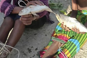 পটুয়াখালীতে ইলিশ চুরির অভিযোগে শিশুদের হাত-পা বেঁধে নির্যাতন