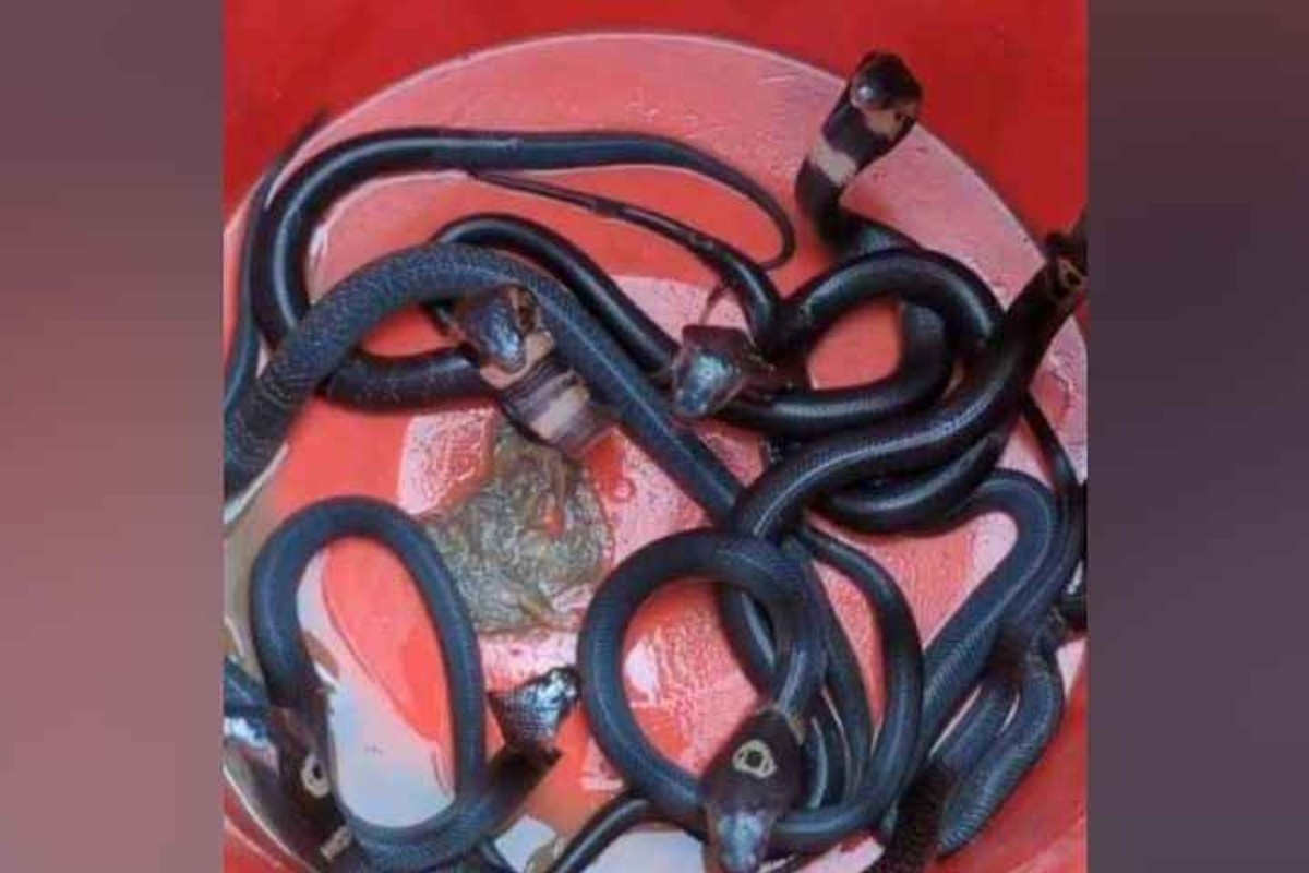 ফের সেই বাড়িতে মিলল সাপের বাচ্চা