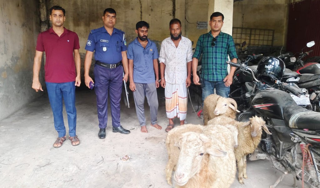 বাকৃবির চুরি হওয়া গবেষণা প্রকল্পের ভেড়া উদ্ধার 4 বাকৃবির চুরি হওয়া গবেষণা প্রকল্পের ভেড়া উদ্ধার 1759678375 বাকৃবির চুরি হওয়া গবেষণা প্রকল্পের ভেড়া উদ্ধার