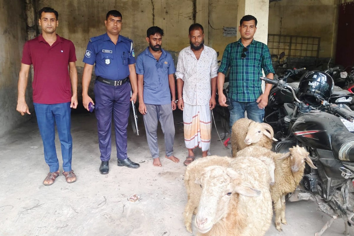 বাকৃবির চুরি হওয়া গবেষণা প্রকল্পের ভেড়া উদ্ধার