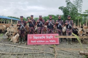 বিজিবির হাতে ধরা পড়ল ভারতীয় গরু-মহিষের সবচেয়ে বড় চালান