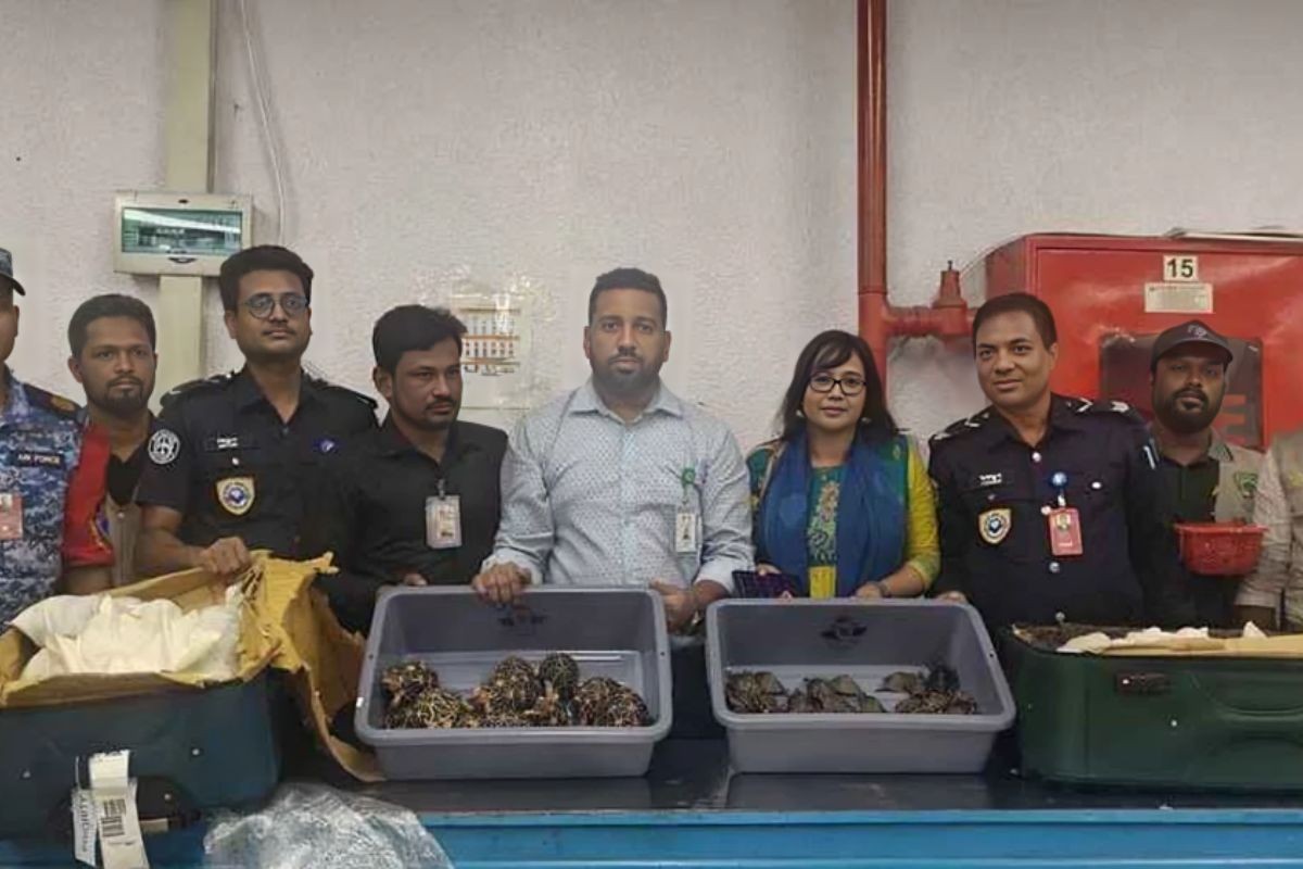 বিদেশে পাচারকালে শাহজালালে ৯২৫ কচ্ছপ উদ্ধার