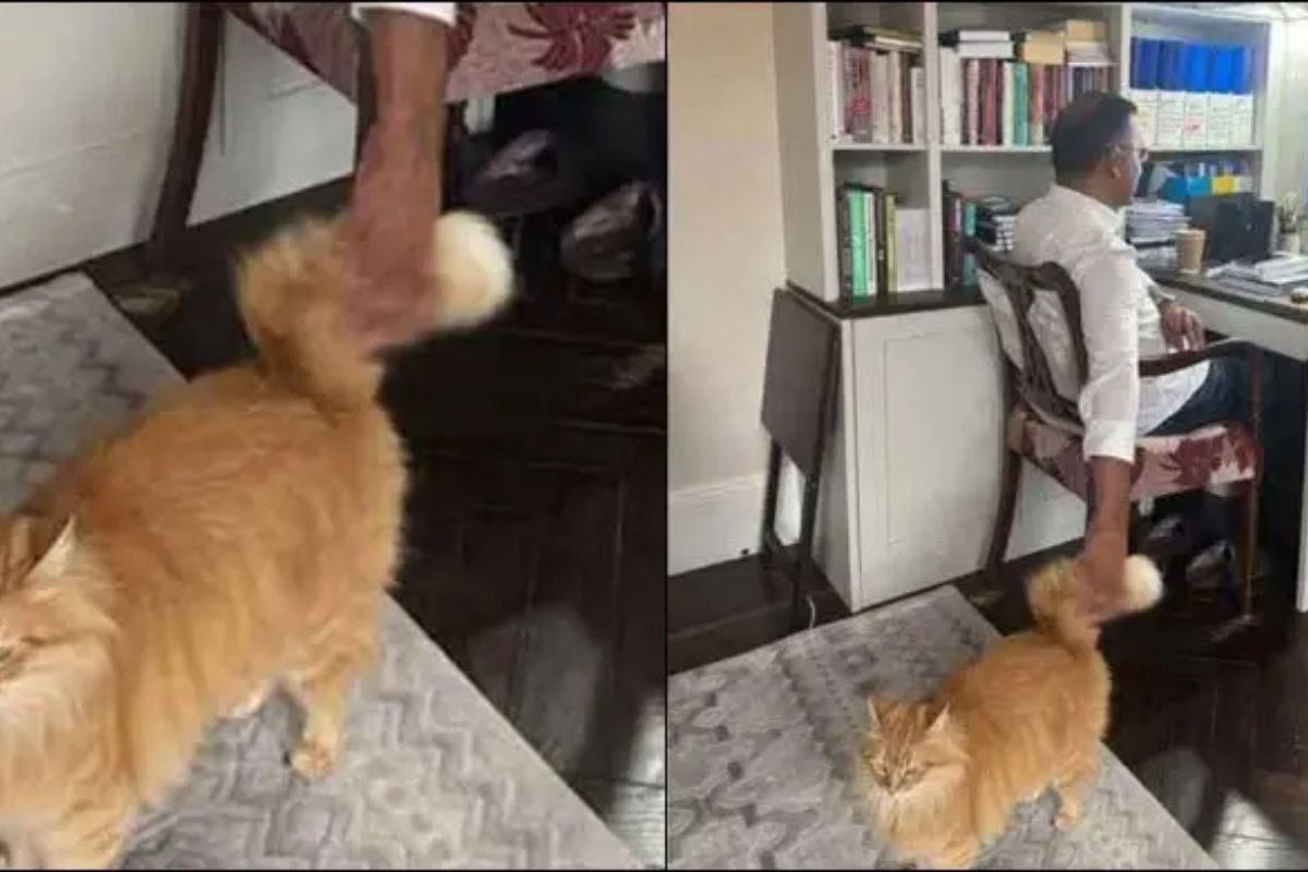 বিবিসির সাক্ষাৎকারে উঠে আসলো তারেক রহমানের বিড়ালের প্রসঙ্গ