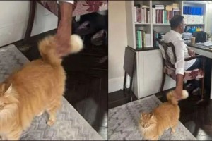 বিবিসির সাক্ষাৎকারে উঠে আসলো তারেক রহমানের বিড়ালের প্রসঙ্গ