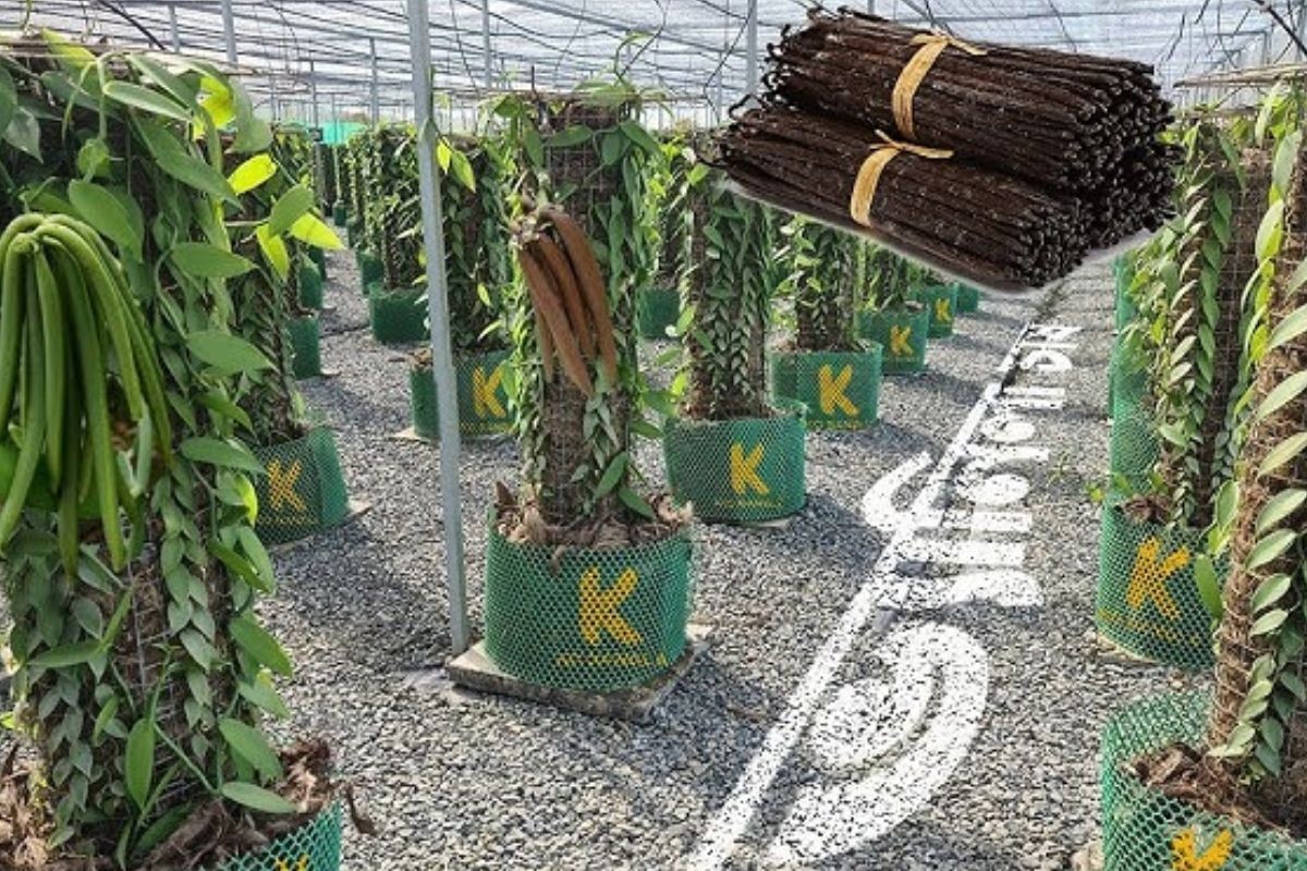 বিশ্বের দ্বিতীয় সর্বোচ্চ দামি মসলা ভ্যানিলা চাষ হচ্ছে বগুড়ায়