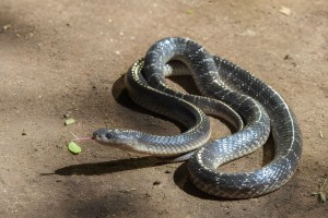 নেত্রকোনায় সাপের কামড়ে শিশুর মৃত্যু