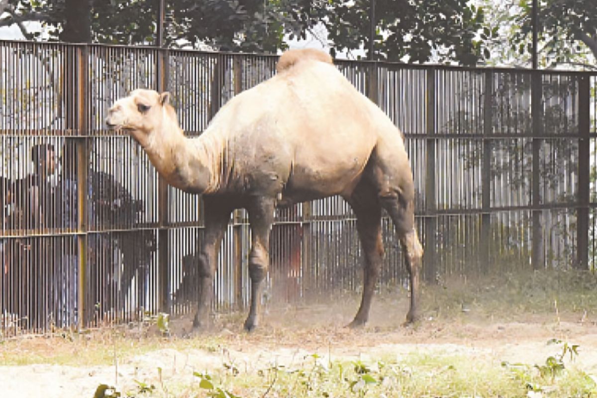 মৃত্যুর দ্বারপ্রান্তে ৬১ প্রাণী