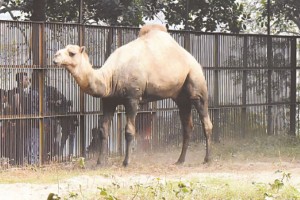 মৃত্যুর দ্বারপ্রান্তে ৬১ প্রাণী