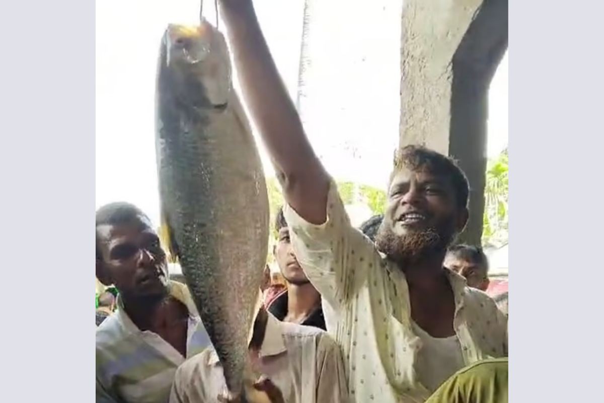 মেঘনার এক ইলিশ ১০ হাজার টাকায় বিক্রি