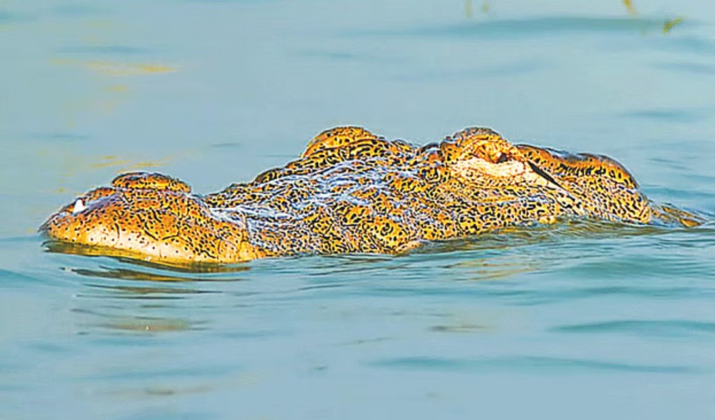 রাজশাহীর পদ্মায় দেখা মিলল কুমিরের 3 রাজশাহীর পদ্মায় দেখা মিলল কুমিরের 1760954378 রাজশাহীর পদ্মায় দেখা মিলল কুমিরের