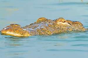 রাজশাহীর পদ্মায় দেখা মিলল কুমিরের