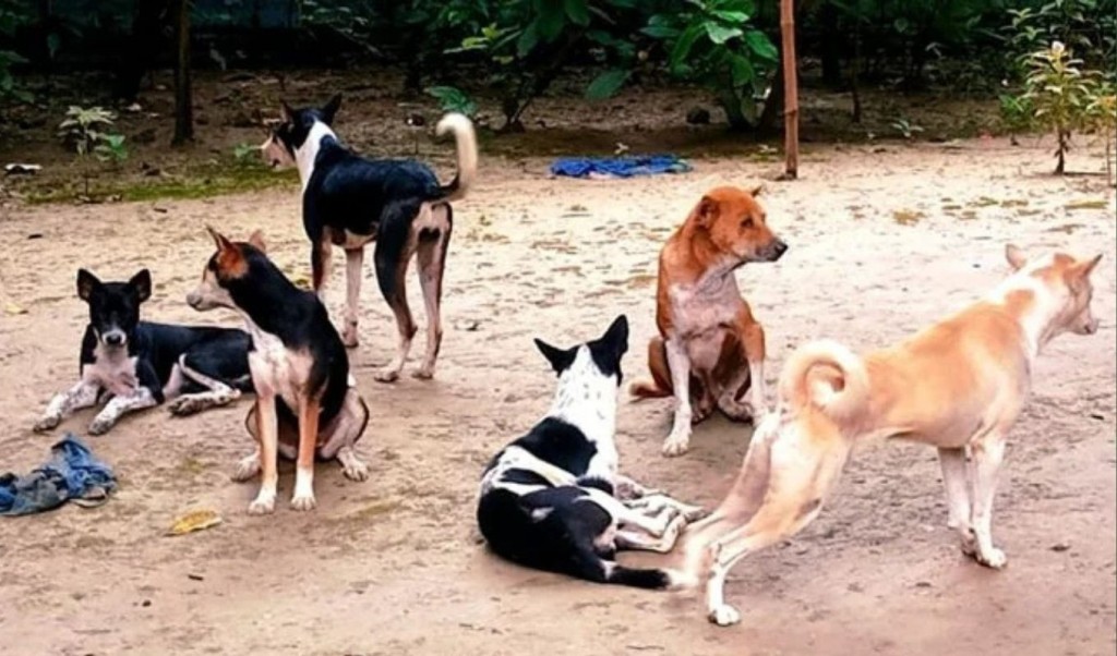 লক্ষ্মীপুরে কুকুরের কামড়ে আহত ১১ হাজার মানুষ 4 লক্ষ্মীপুরে কুকুরের কামড়ে আহত ১১ হাজার মানুষ 1759844859 লক্ষ্মীপুরে কুকুরের কামড়ে আহত ১১ হাজার মানুষ