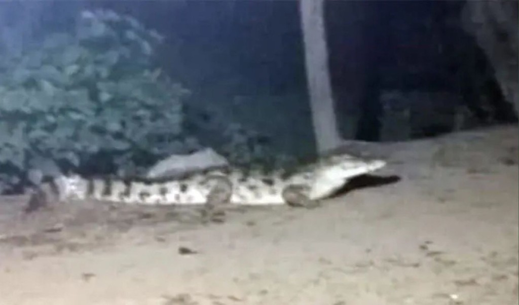 মুন্সিগঞ্জে লোকালয়ে কুমির, আতঙ্কে বাসিন্দারা 3 লোকালয়ে কুমির 1761482046 মুন্সিগঞ্জে লোকালয়ে কুমির, আতঙ্কে বাসিন্দারা