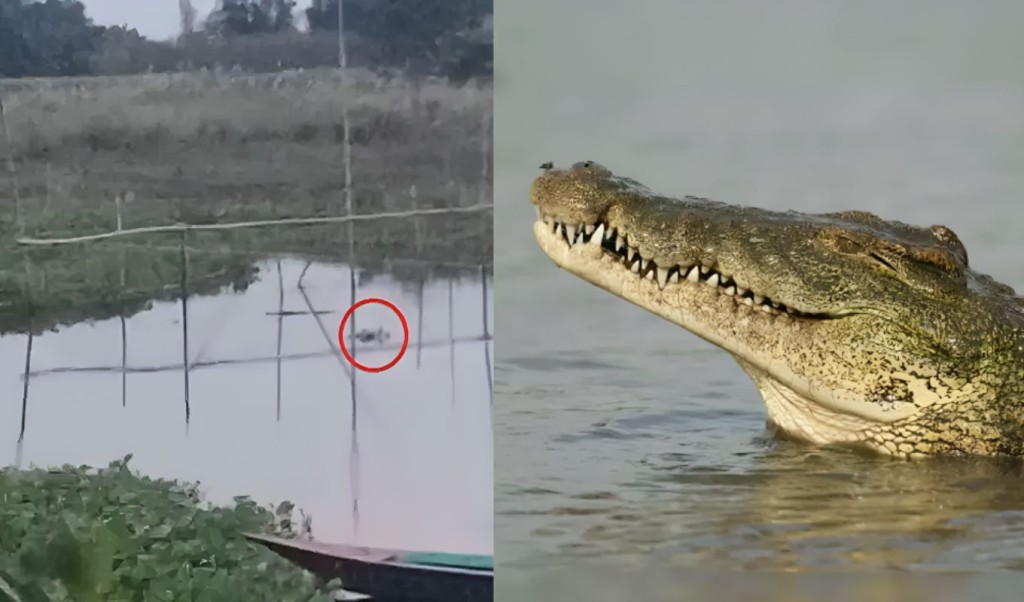 হঠাৎ কুমিরের আগমনে খালে নামতে সাহস পাচ্ছে না গ্রামবাসী 4 হঠাৎ কুমিরের আগমনে খালে নামতে সাহস পাচ্ছে না গ্রামবাসী 1759737612 হঠাৎ কুমিরের আগমনে খালে নামতে সাহস পাচ্ছে না গ্রামবাসী