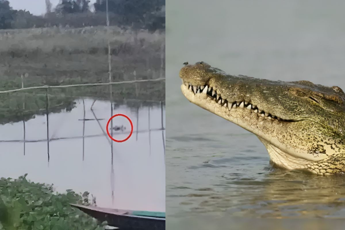 হঠাৎ কুমিরের আগমনে খালে নামতে সাহস পাচ্ছে না গ্রামবাসী
