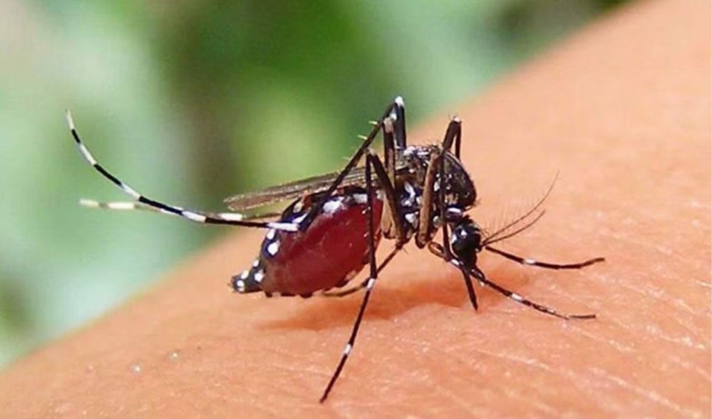 ২৪ ঘণ্টায় আরও ৬১৯ জনের ডেঙ্গু শনাক্ত, মৃত্যু ১ 3 ২৪ ঘণ্টায় আরও ৬১৯ জনের ডেঙ্গু শনাক্ত মৃত্যু ১ 1760790833 ২৪ ঘণ্টায় আরও ৬১৯ জনের ডেঙ্গু শনাক্ত, মৃত্যু ১