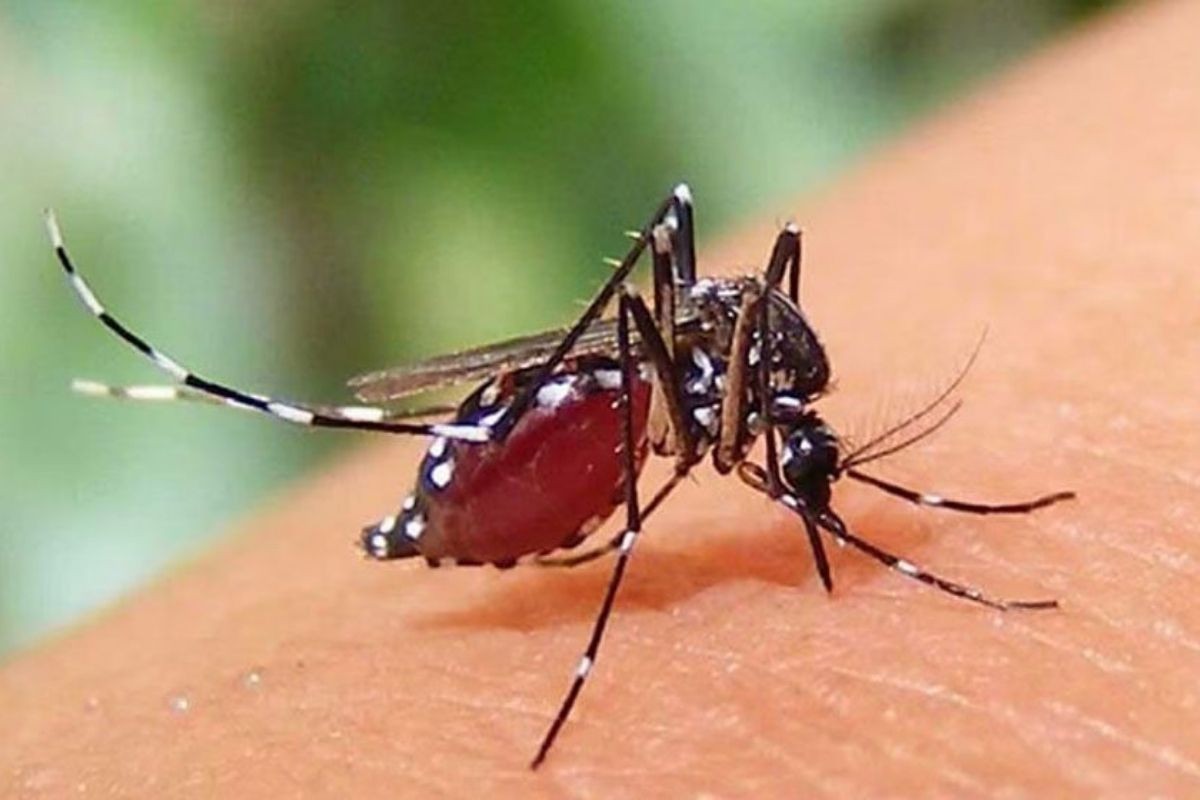 ২৪ ঘণ্টায় আরও ৬১৯ জনের ডেঙ্গু শনাক্ত, মৃত্যু ১