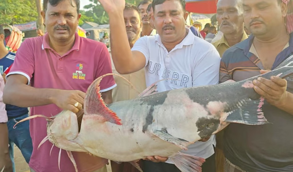 ২৫ কেজি ওজনের মহাবিপন্ন বাগাড় মাছ বিক্রি সাড়ে ৪২ হাজার টাকায় 4 ২৫ কেজি ওজনের মহাবিপন্ন বাগাড় মাছ বিক্রি সাড়ে ৪২ হাজার টাকায় 1761905705 ২৫ কেজি ওজনের মহাবিপন্ন বাগাড় মাছ বিক্রি সাড়ে ৪২ হাজার টাকায়