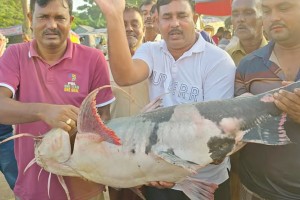 ২৫ কেজি ওজনের মহাবিপন্ন বাগাড় মাছ বিক্রি সাড়ে ৪২ হাজার টাকায়