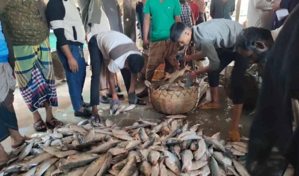 A Single Haul Brings in 200 Maunds of Hilsa 1763544023 এক টানে জালে উঠল ২০০ মণ ইলিশ