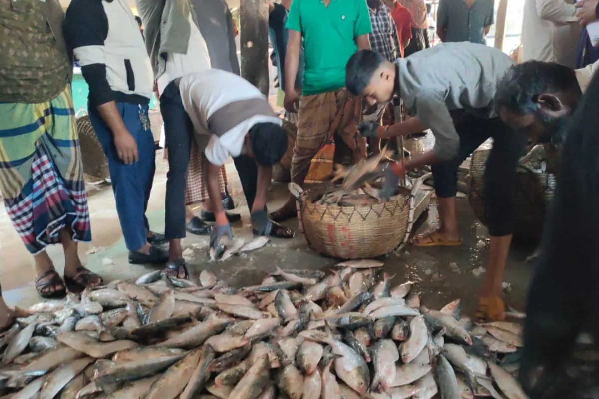 এক টানে জালে উঠল ২০০ মণ ইলিশ