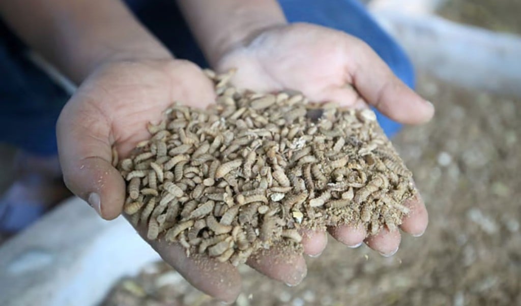 Insect Farming Brings 3 Lakh Monthly Income After YouTube Training 1763696531 ইউটিউবে প্রশিক্ষণ নিয়ে পোকা চাষে মাসে আয় ৩ লাখ
