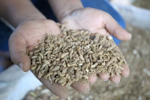 ইউটিউবে প্রশিক্ষণ নিয়ে পোকা চাষে মাসে আয় ৩ লাখ