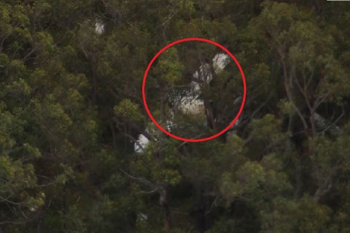 সিডনির আকাশে দুই হালকা বিমানের সংঘর্ষ, এক পাইলটের মৃত্যু