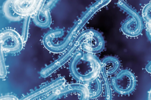 ছড়িয়ে পড়ছে প্রাণঘাতী মারবার্গ ভাইরাস