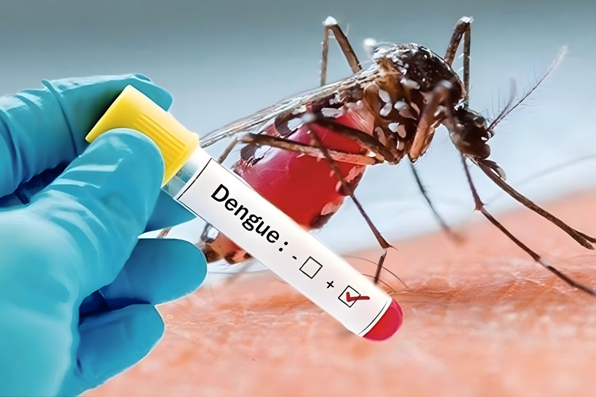 ডেঙ্গুতে তিন জনের মৃত্যু, হাসপাতালে ভর্তি ৯১২