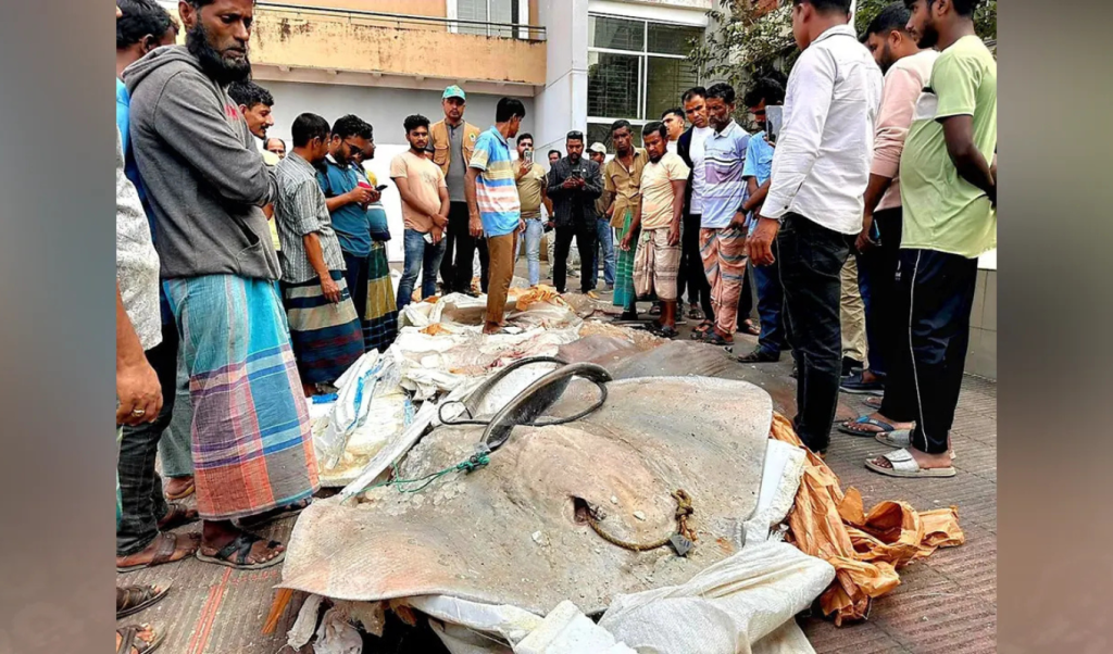 ঢাকা–বাউফল যাত্রীবাহী বাস থেকে সাড়ে ১২ মণ অবৈধ শাপলাপাতা মাছ জব্দ 1764506570 ঢাকা–বাউফল যাত্রীবাহী বাস থেকে সাড়ে ১২ মণ অবৈধ শাপলাপাতা মাছ জব্দ