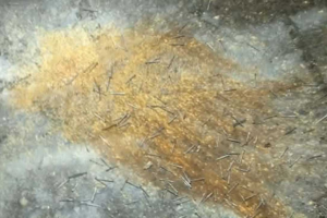 ধানমন্ডি ২৭ নম্বরে  পরপর দুই ককটেল বিস্ফোরণ