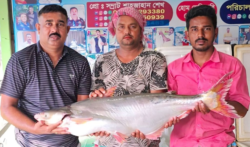পদ্মা নদীর এক পাঙাশ বিক্রি ৬৭ হাজার টাকায় 3 পদ্মা নদীর এক পাঙাশ বিক্রি ৬৭ হাজার টাকায় 1762063204 পদ্মা নদীর এক পাঙাশ বিক্রি ৬৭ হাজার টাকায়